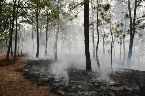 ¡Controlado! Incendio Forestal en Tejupilco; casi 800 hectáreas afectadas